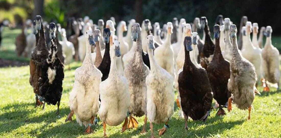 ‘Duck Run’ Pest Control Catching On In S. Africa’s Winelands