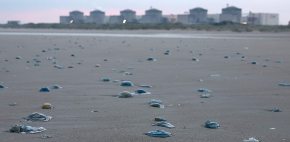 Jellyfish Force Shutdown Of Three Reactors At French Nuclear Plant
