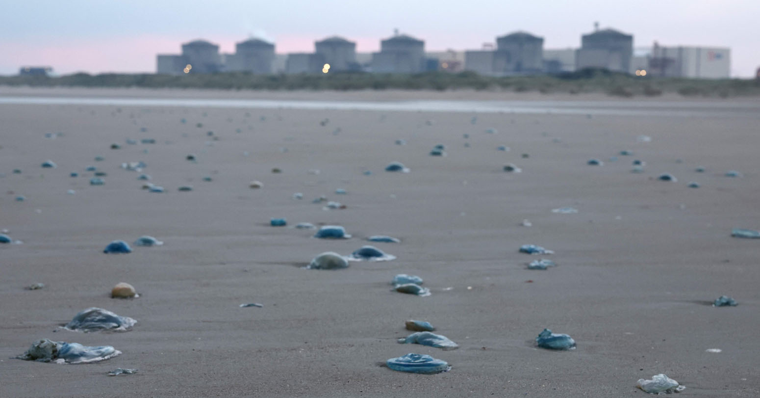 Jellyfish Force Shutdown Of Three Reactors At French Nuclear Plant