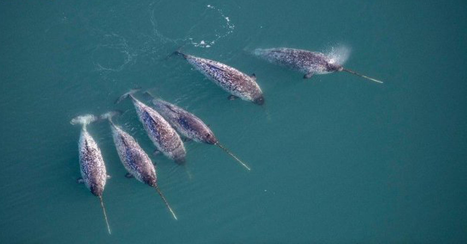 Scientists Discover How Narwhals Grow Nature’s Only Straight Tusk