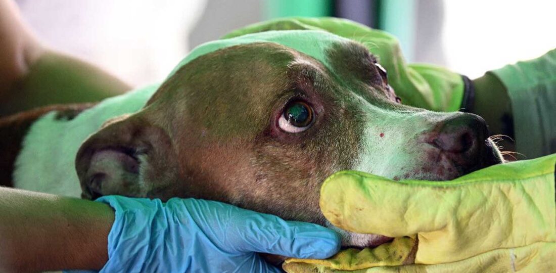 ‘Dream Come True’: Owners Reunite With Pets In Quake-Hit Colombia