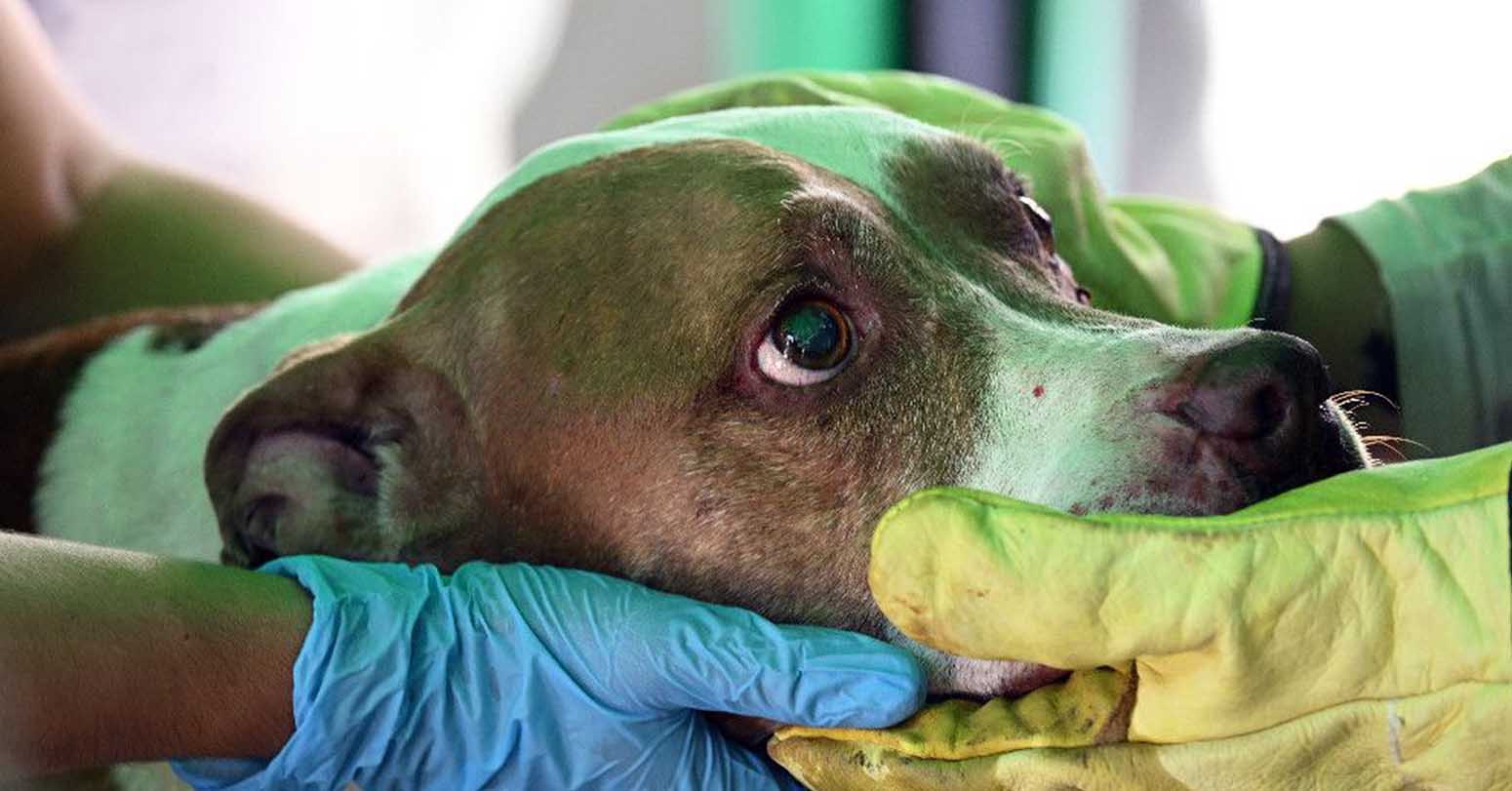 ‘Dream Come True’: Owners Reunite With Pets In Quake-Hit Colombia