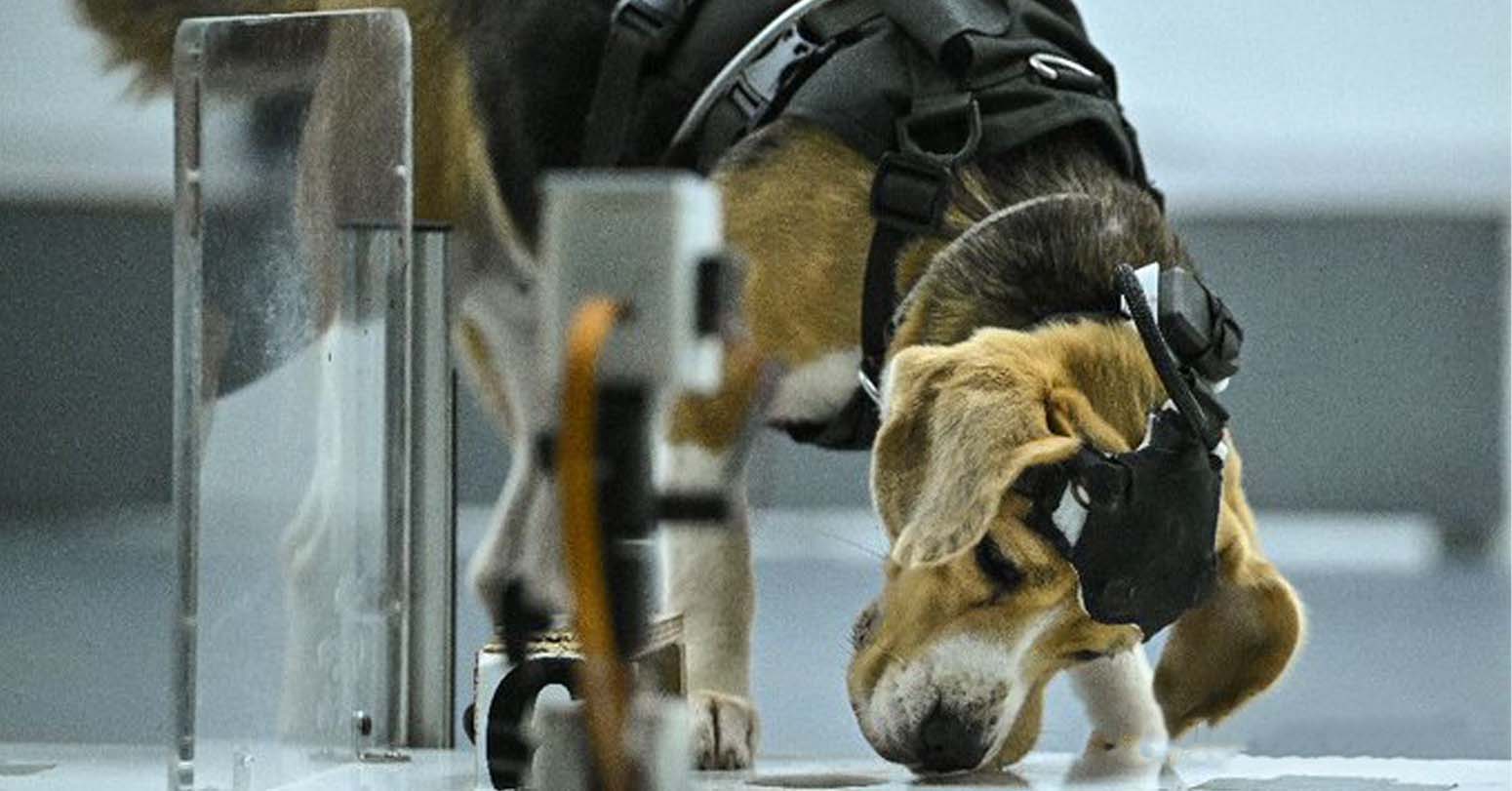 Can Dogs Sniff Cancer? AI Joins The Hunt In India